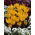 Krokus Golden Yellow - 10 szt.