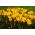 Krokus Golden Yellow - 10 szt.
