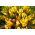 Krokus Golden Yellow - 10 szt.