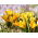 Krokus Golden Yellow - 10 szt.
