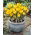 Krokus Golden Yellow - 10 szt.