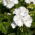 Pelargonia biała - 11 nasion
