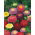 Aster chiński pomponowy - 500 nasion
