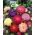 Aster chiński peoniowy - 450 nasion