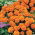 Aksamitka rozpierzchła Petite Orange - 350 nasion