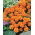 Aksamitka rozpierzchła Petite Orange - 350 nasion