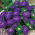 Aster chiński Milady Deep Blue - 500 nasion