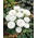 Aster chiński Milady White - 500 nasion
