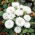 Aster chiński Milady White - 500 nasion