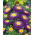 Aster chiński pomponowy ciemnoniebieski - 500 nasion