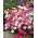 Goździk pierzasty Spring Beauty - mieszanka