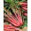Burak liściowy Rhubarb Chard - czerwony - 225 nasion