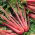 Burak liściowy Rhubarb Chard - czerwony - 225 nasion