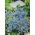 Nemezja powabna - Blue Gem - 1000 nasion