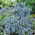 Nemezja powabna - Blue Gem - 1000 nasion