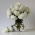 Aster chiński Milady White - 500 nasion