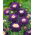 Aster Belstead Supreme - 250 nasion