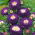 Aster Belstead Supreme - 250 nasion