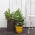 Doniczka okrągła duża - śr. 43,7 cm - Cylinder Planter - brązowa
