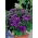 Heliotrop ogrodowy - 200 nasion