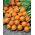 Marchew wczesna Pariser Markt 4 - 2550 nasion