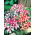 Petunia niska gwieździsta - 800 nasion