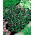 Porcelanka Penny Black - 260 nasion