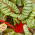 Burak liściowy Rhubarb Chard - czerwony - 225 nasion