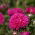 Aster chiński karłowy Milady Rose - 500 nasion