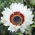 Wenidium - 130 nasion