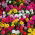 Portulaka - 4500 nasion