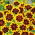 Kosmidium - 128 nasion