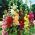 Malwa jednoroczna Summer Carnival - 50 nasion