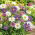Aster alpejski - mieszanka - 240 nasion
