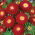 Aster chiński pomponowy czerwony - 500 nasion