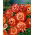 Kocanka ogrodowa, Nieśmiertelnik pomarańczowa - 700 nasion