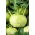 Kalarepa Wener Witte - 520 nasion