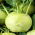 Kalarepa Wener Witte - 520 nasion