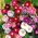 Wilec o dwubarwnych kwiatach - 56 nasion