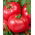 Pomidor gruntowy malinowy - Faworyt - owoce do 0,5 kg! - 263 nasion