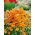 Nemezja powabna Orange Prince - 1000 nasion