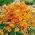 Nemezja powabna Orange Prince - 1000 nasion