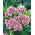 Goździk brodaty Holborn Glory - 450 nasion