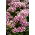 Goździk brodaty Holborn Glory - 450 nasion