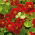 Nasturcja niska - Mahogany Jewel - 40 nasion