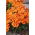 Nemezja powabna Orange Prince - 1000 nasion