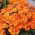 Nemezja powabna Orange Prince - 1000 nasion