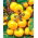 Pomidor Ola Polka - gruntowy - 250 nasion
