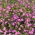 Lobelia zwisła - karminowoczerwona - 3200 nasion