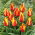 Tulipan Cape Cod  - 5 cebulek